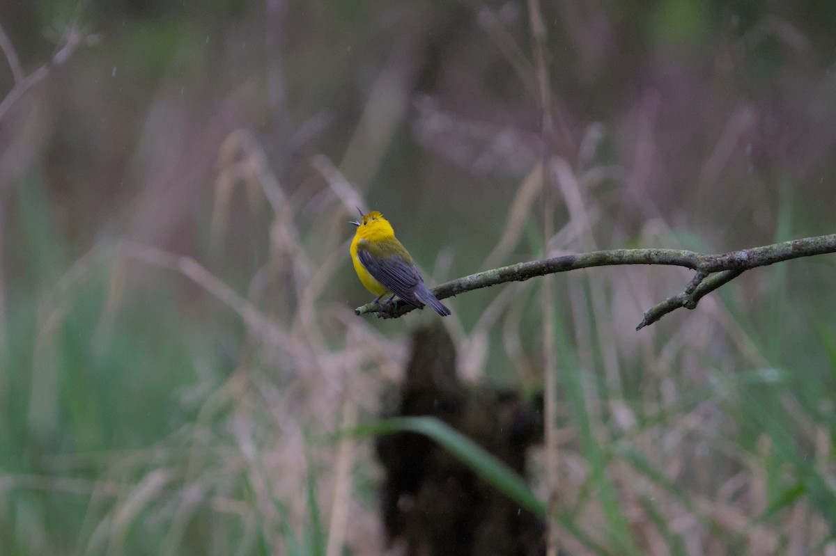 Prothonotary Warbler - ML621002042