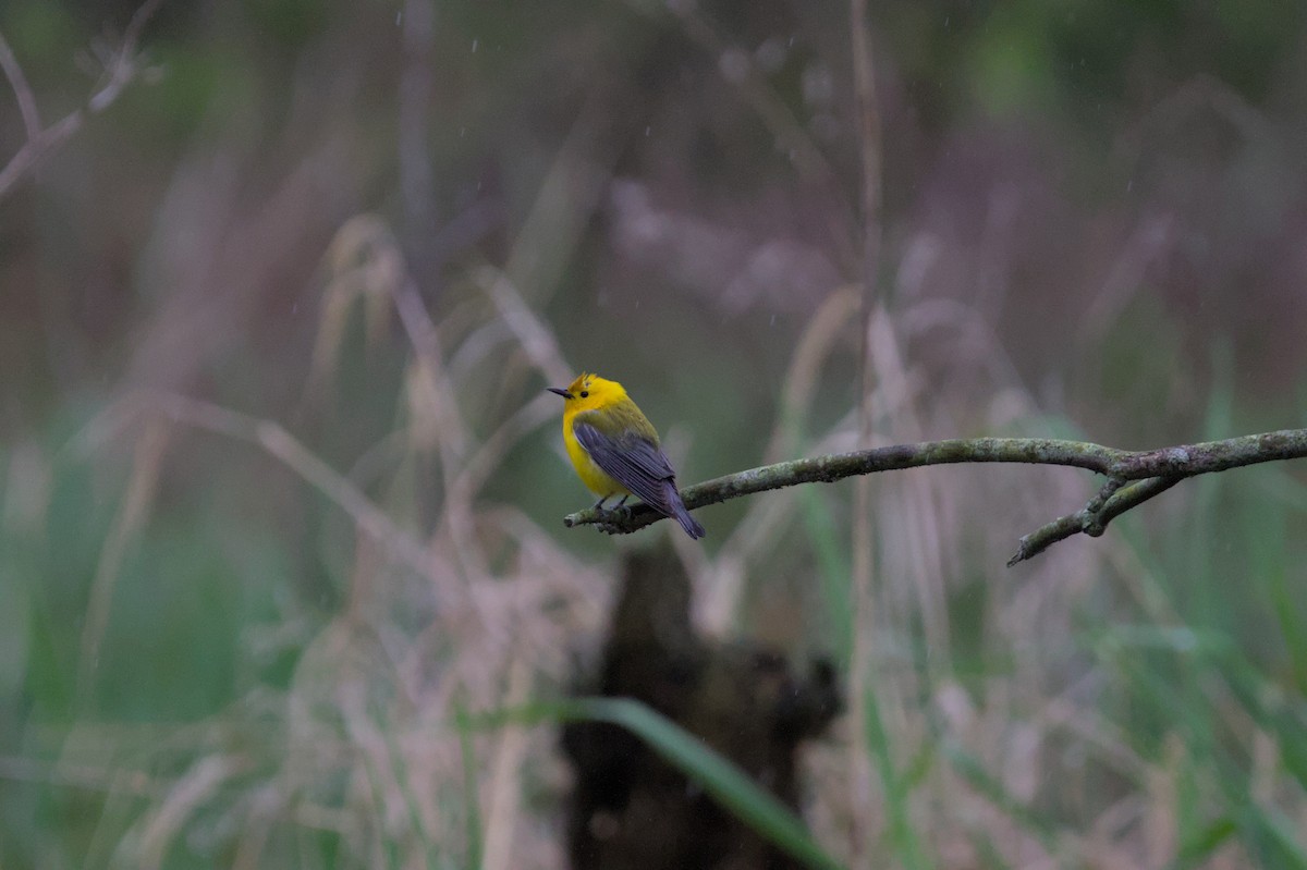 Prothonotary Warbler - ML621002043