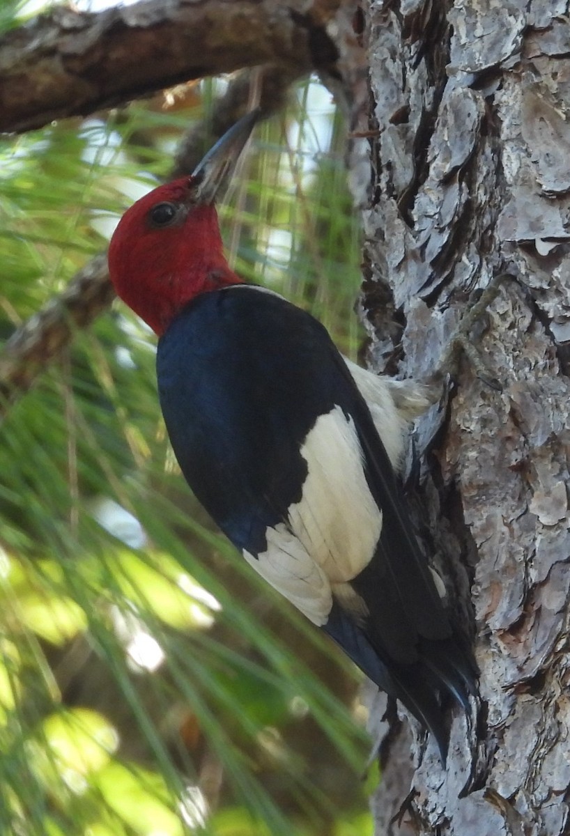Red-headed Woodpecker - ML621002148