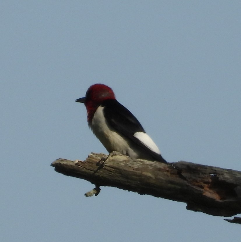 Red-headed Woodpecker - ML621002152