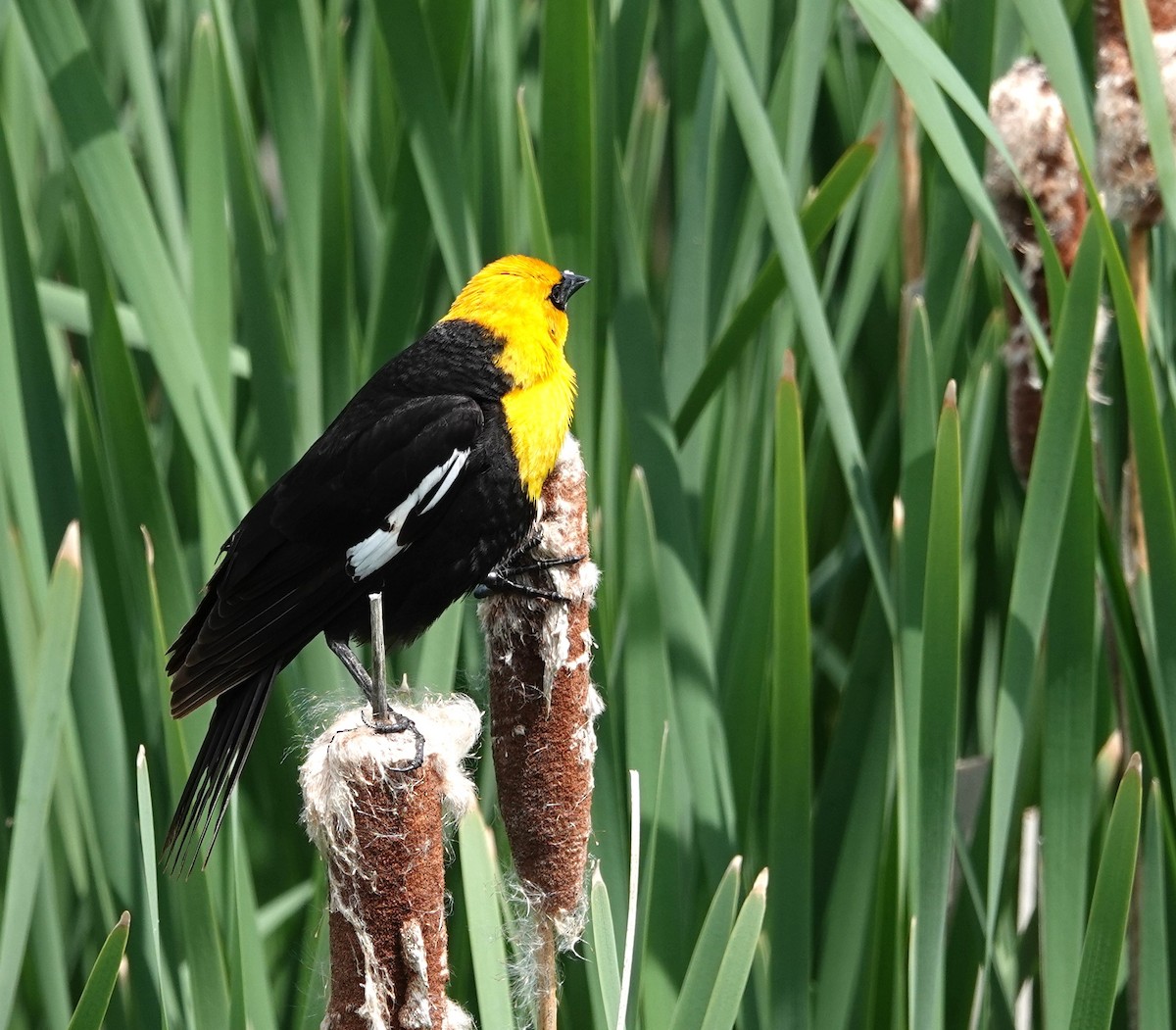 Yellow-headed Blackbird - ML621002166