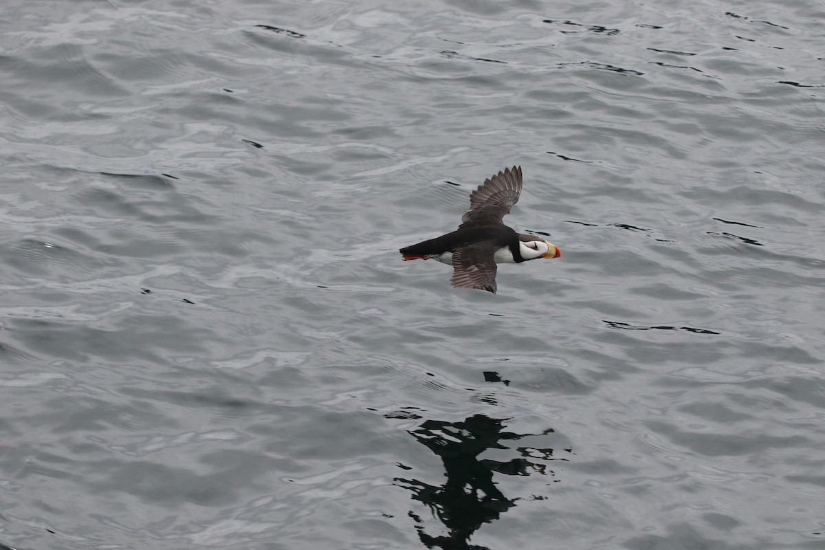 Horned Puffin - ML621002168