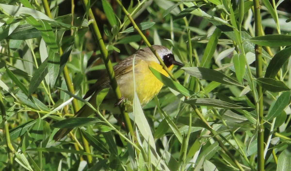 Common Yellowthroat - Claire Weiser