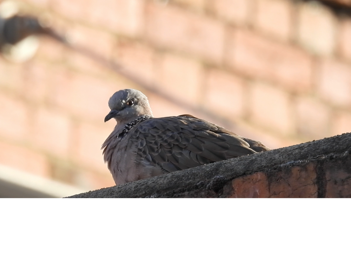 Spotted Dove - ML621002186