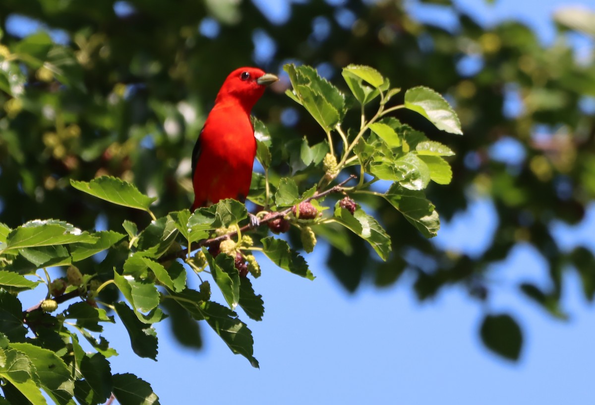 Scarlet Tanager - ML621002220