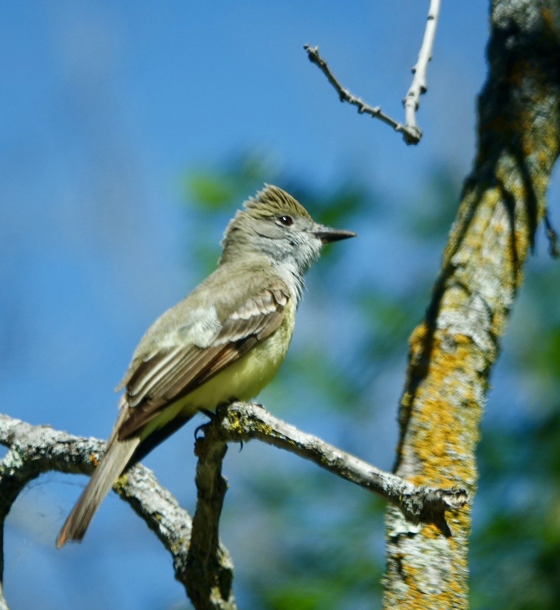 Great Crested Flycatcher - ML621002251