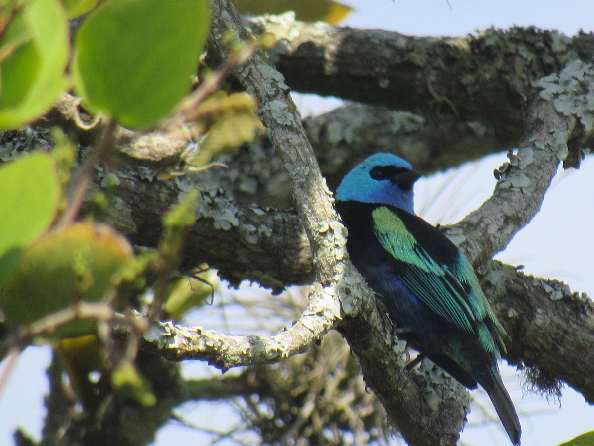 Blue-necked Tanager - Lina Velazques