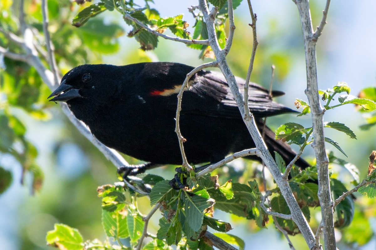 Red-winged Blackbird (Red-winged) - ML621002256