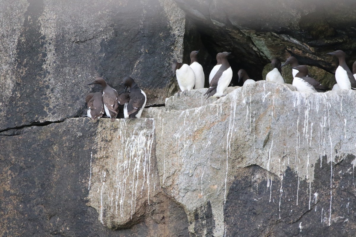 Thick-billed Murre - ML621002259