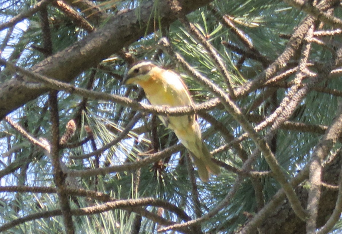 Black-headed Grosbeak - ML62100241