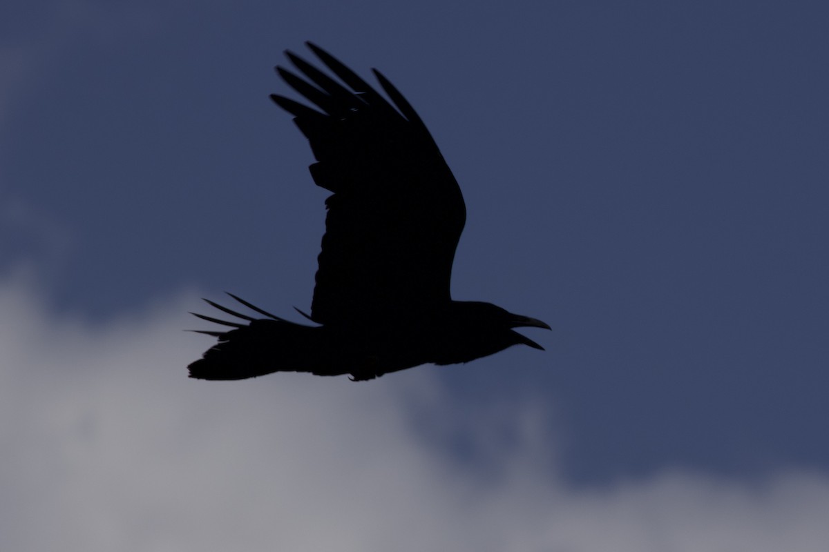 ravn - ML621002440
