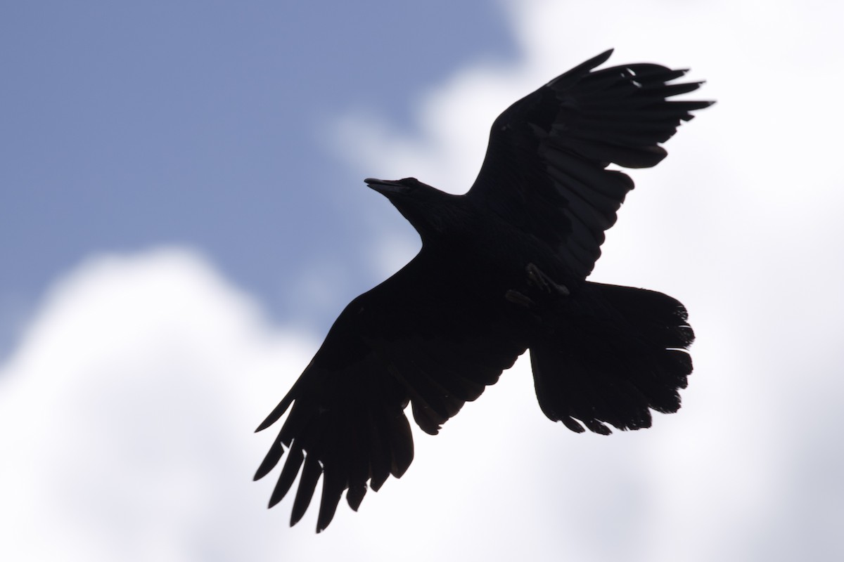 ravn - ML621002441