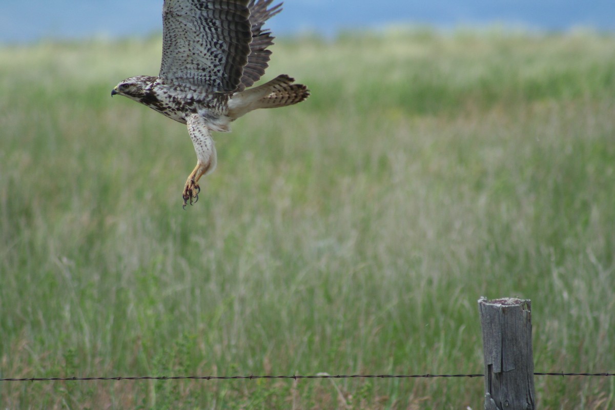 Swainson's Hawk - Tim Axford