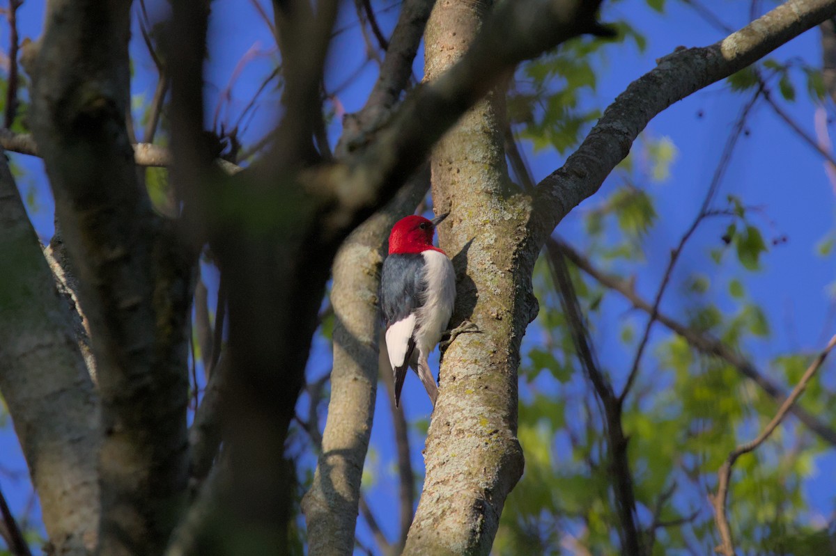 Red-headed Woodpecker - ML621002526