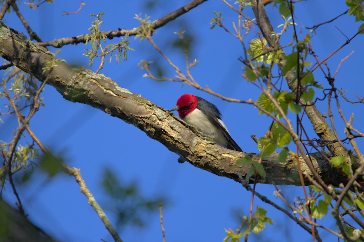 Red-headed Woodpecker - ML621002527