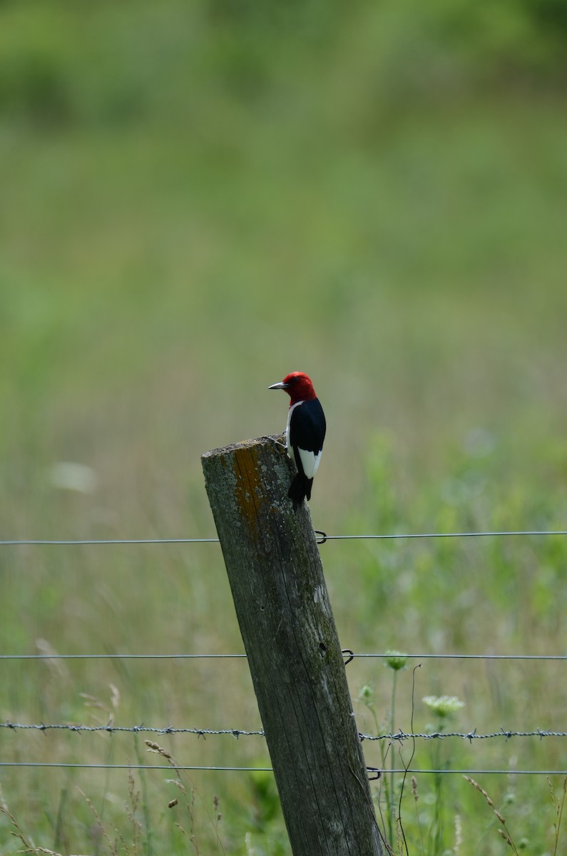 Red-headed Woodpecker - ML621002530