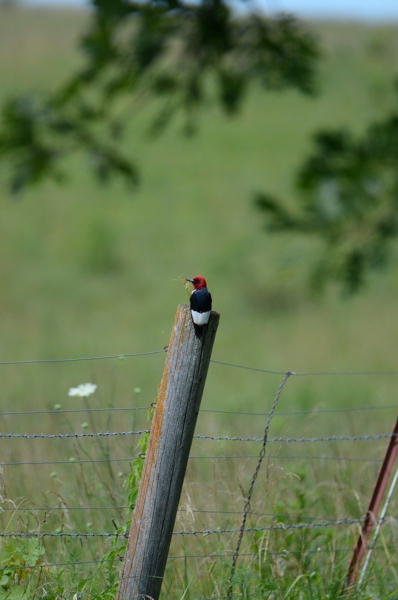 Red-headed Woodpecker - ML621002531