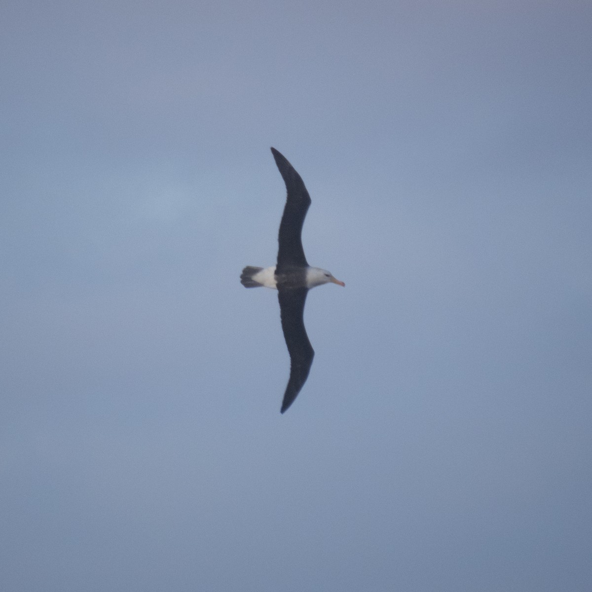 Albatros à sourcils noirs - ML621002532