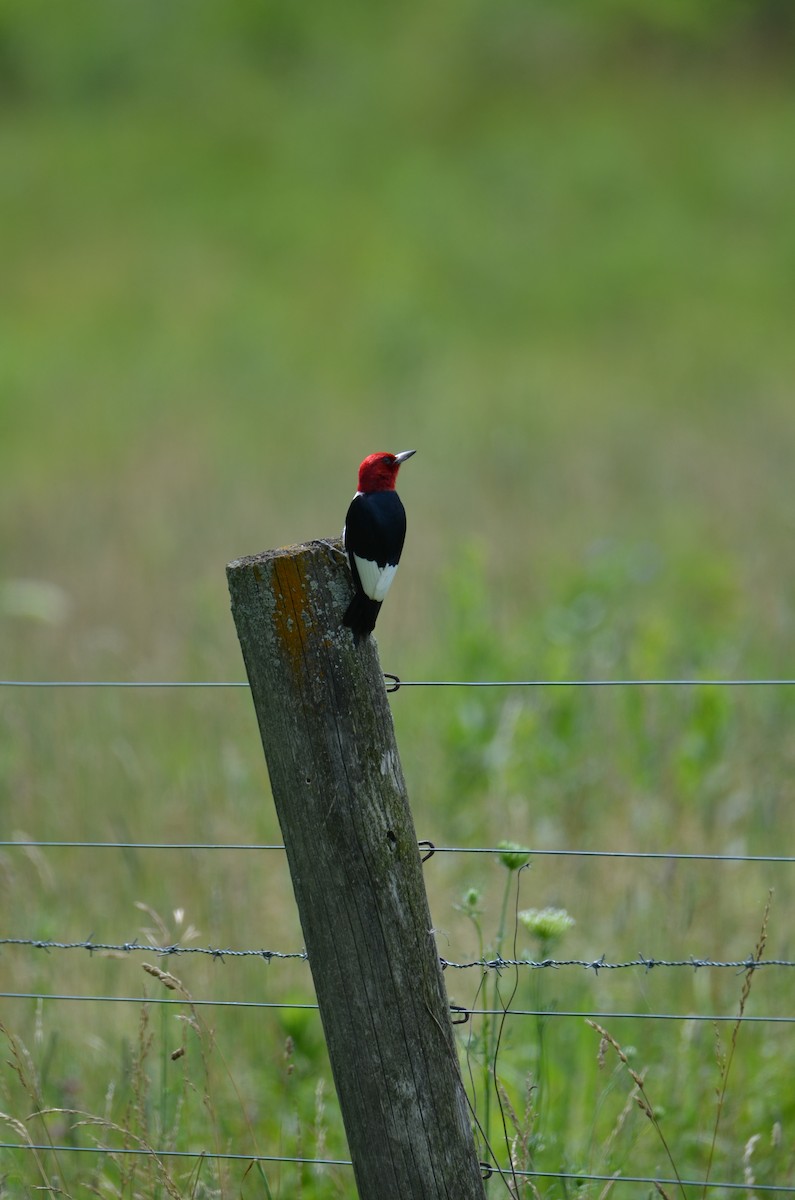 Red-headed Woodpecker - ML621002533