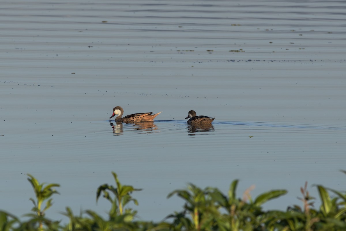 White-cheeked Pintail - Guto Magalhães