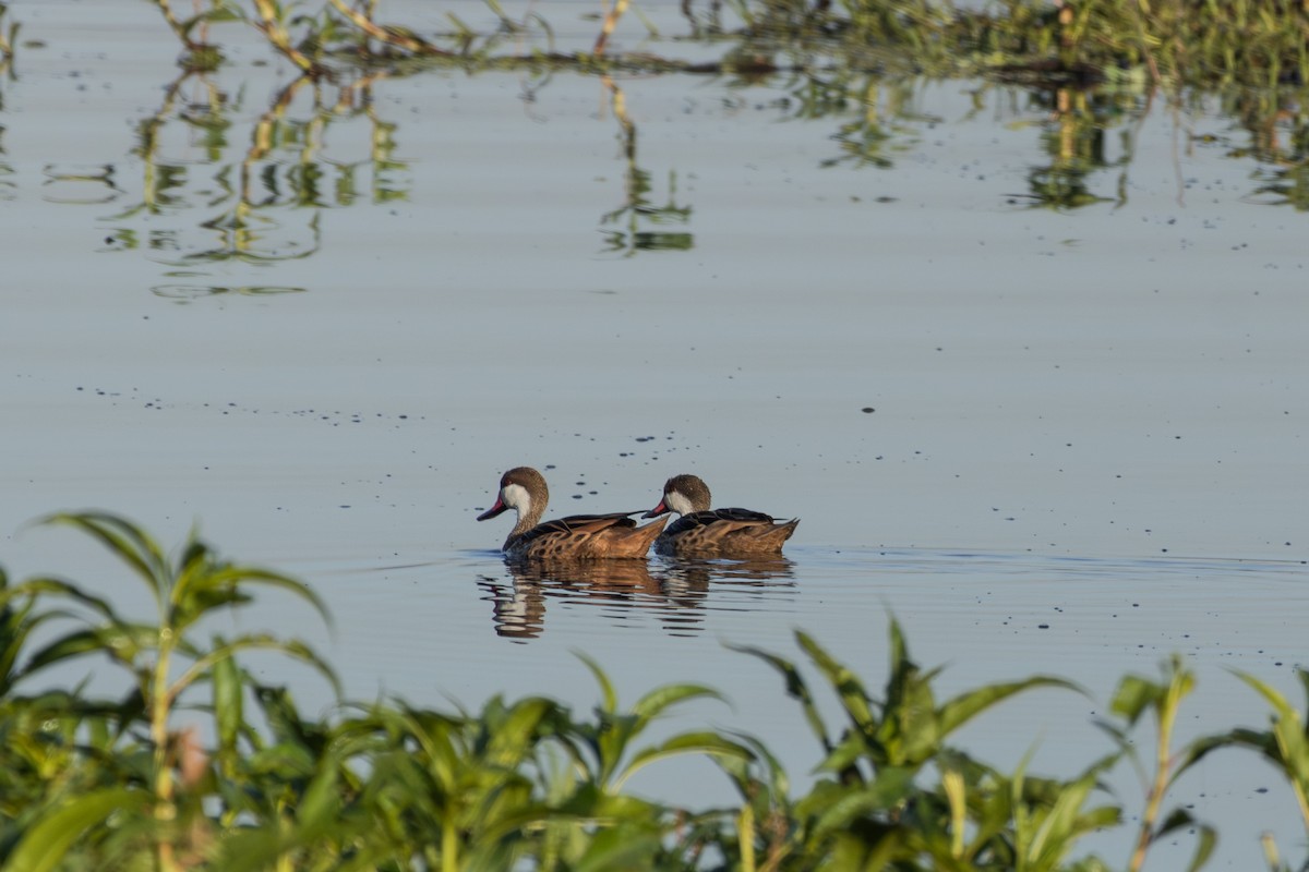 White-cheeked Pintail - Guto Magalhães