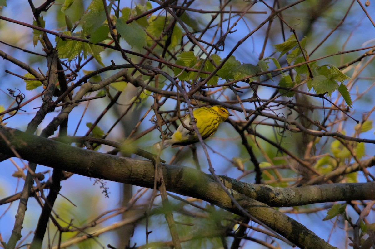 Cape May Warbler - Melissa Petullo