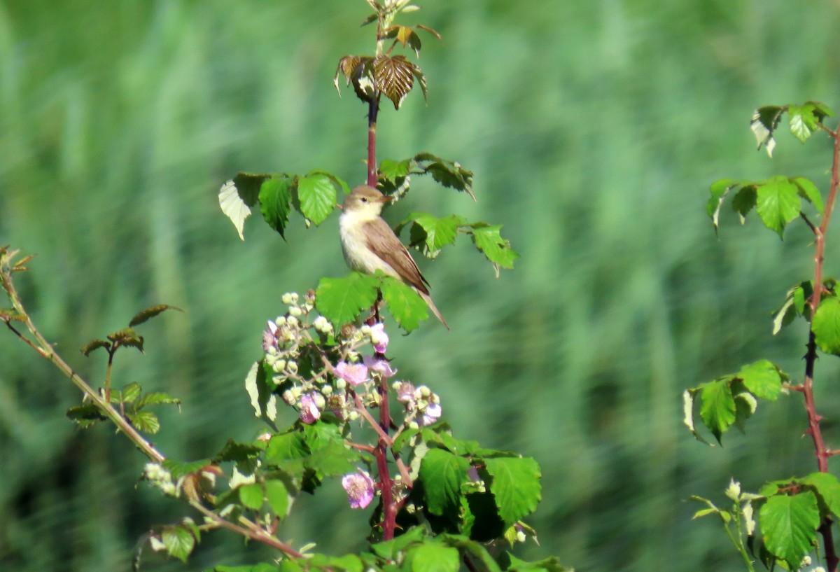Melodious Warbler - ML621002573