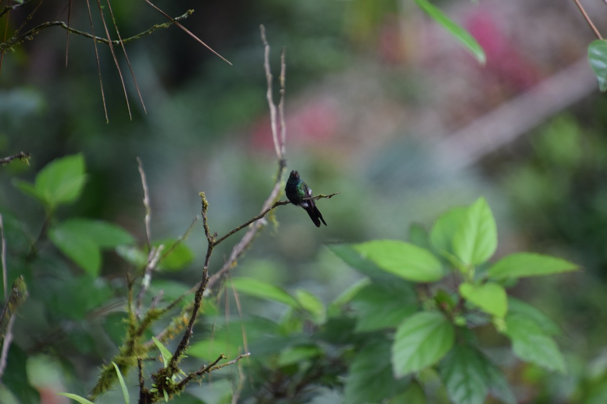 Hispaniolasmaragdkolibri - ML621002712
