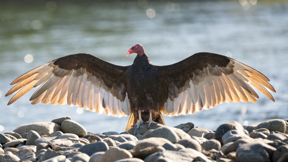 Turkey Vulture - ML621002750