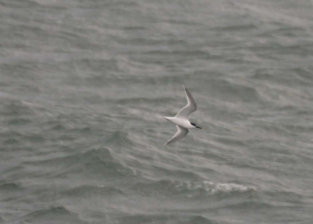 Sandwich Tern - ML621002774