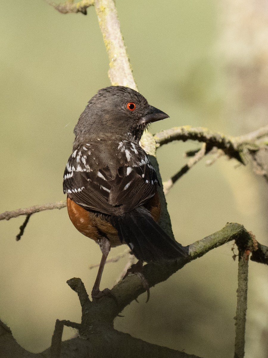 Spotted Towhee - ML621002776