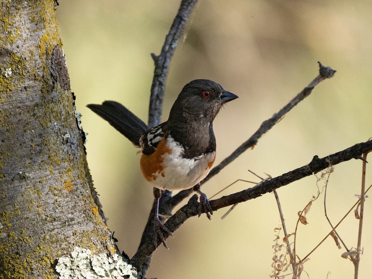 Spotted Towhee - ML621002777