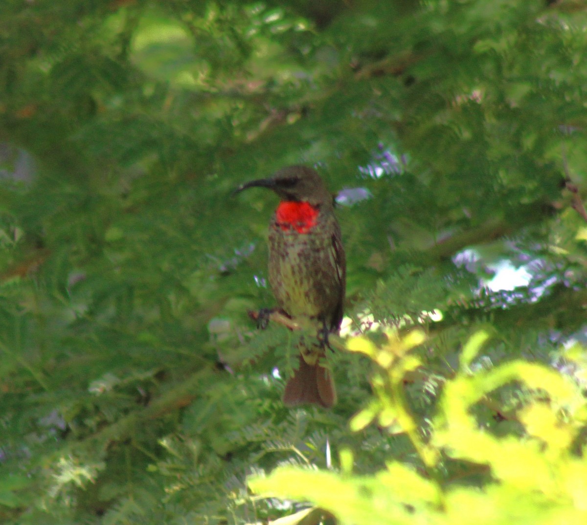 Scarlet-chested Sunbird - ML621002791