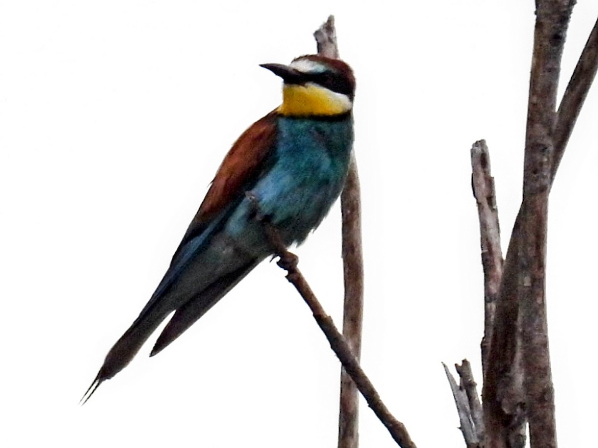 European Bee-eater - ML621002828