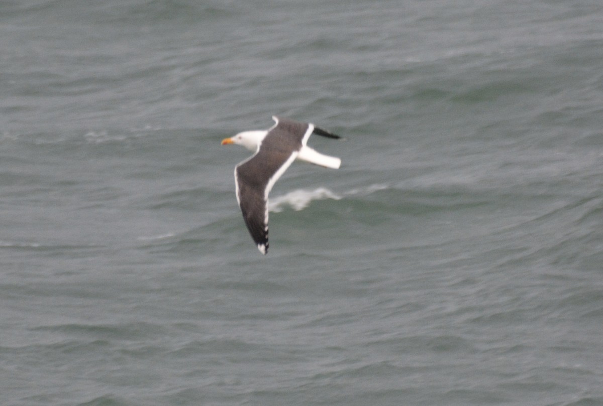Lesser Black-backed Gull - ML621002831