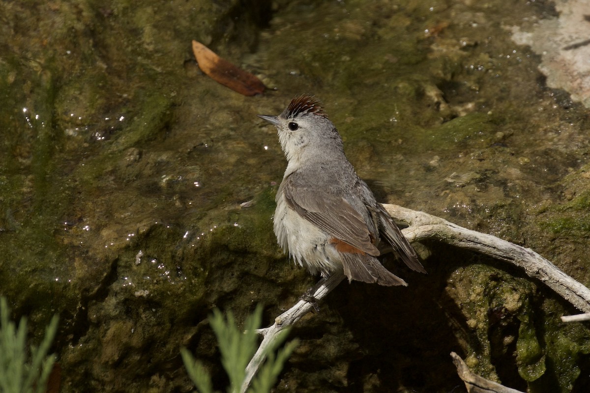 Lucy's Warbler - ML621002858