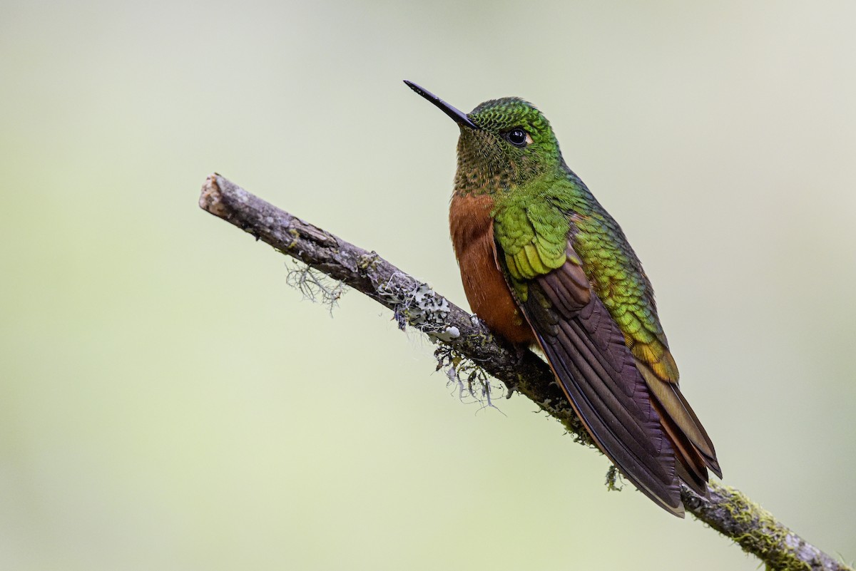 kolibřík peruánský - ML621002915