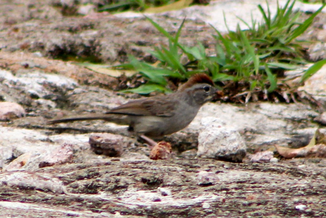 Rufous-crowned Sparrow - ML621002924