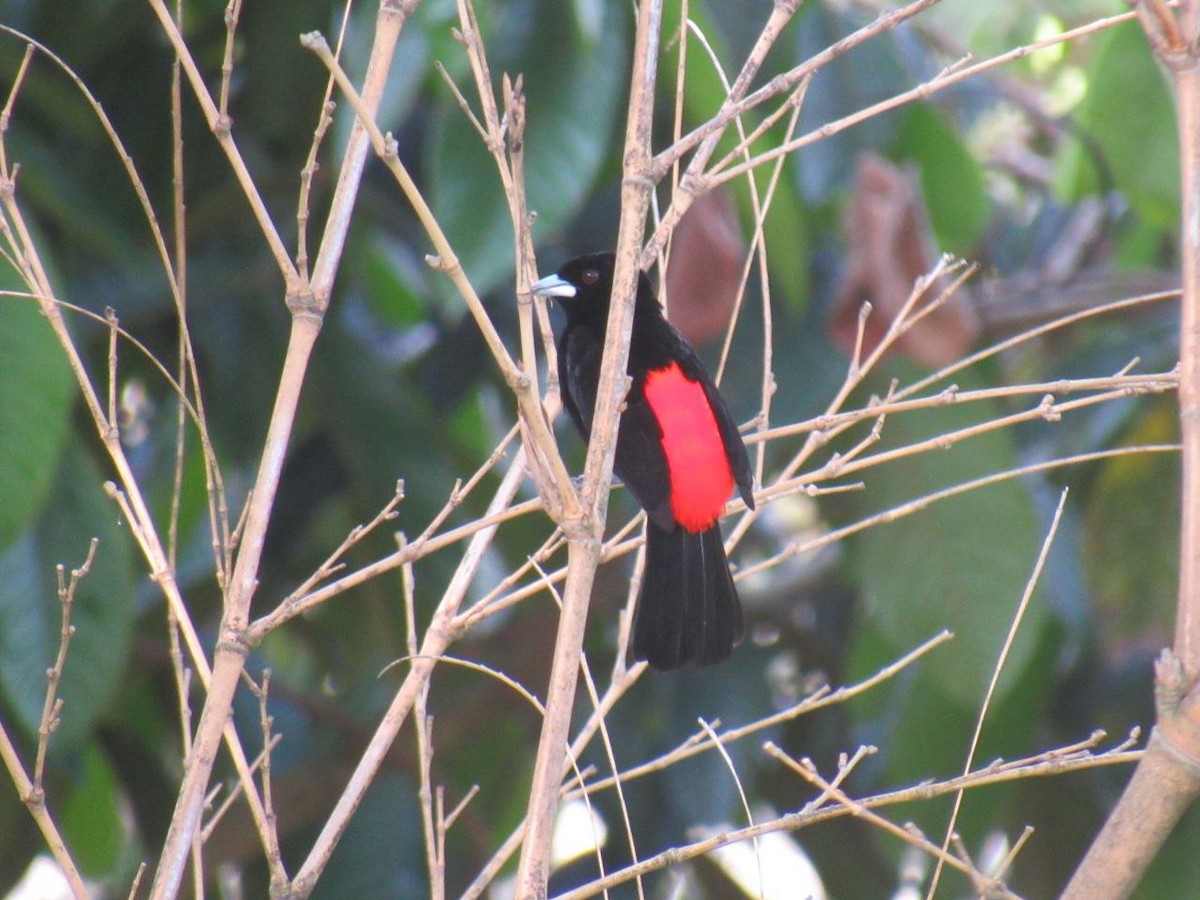 Flame-rumped Tanager - ML621002925