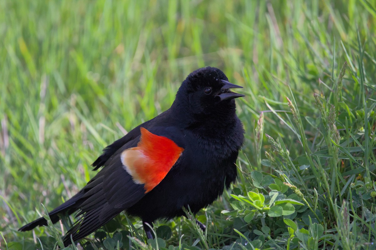Red-winged Blackbird - ML621002931