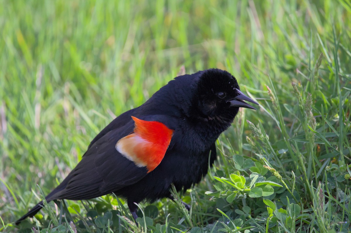 Red-winged Blackbird - ML621002932