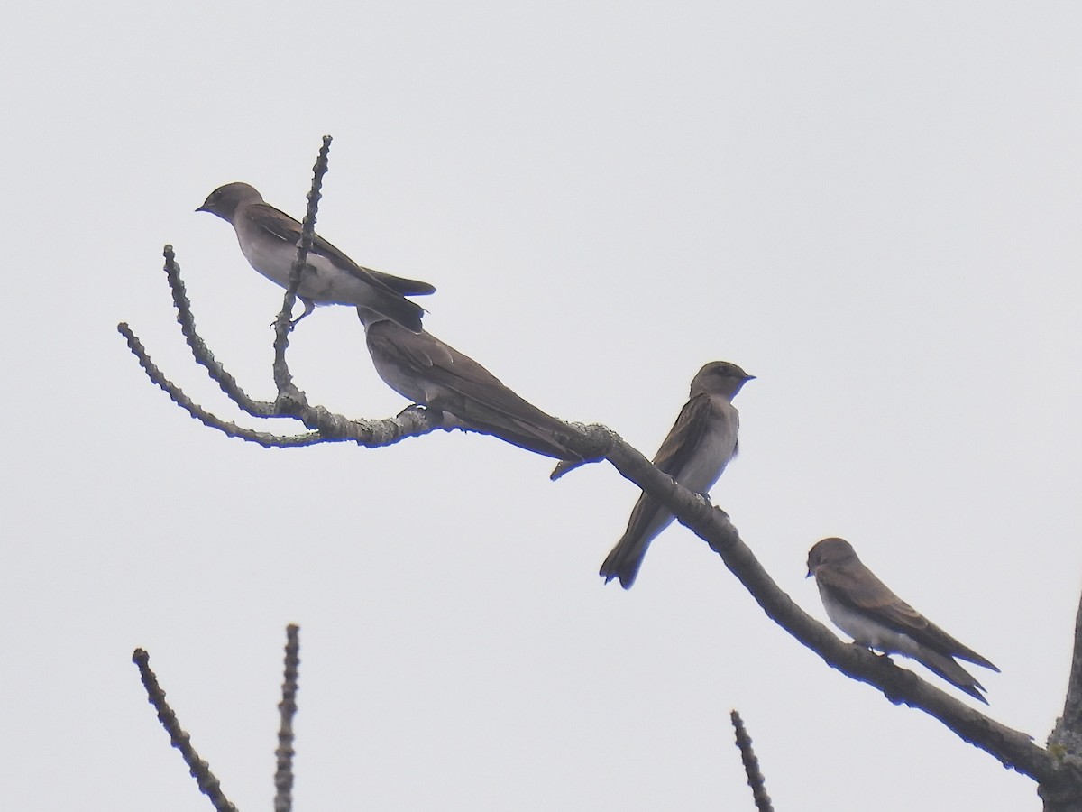 Northern Rough-winged Swallow - ML621002950
