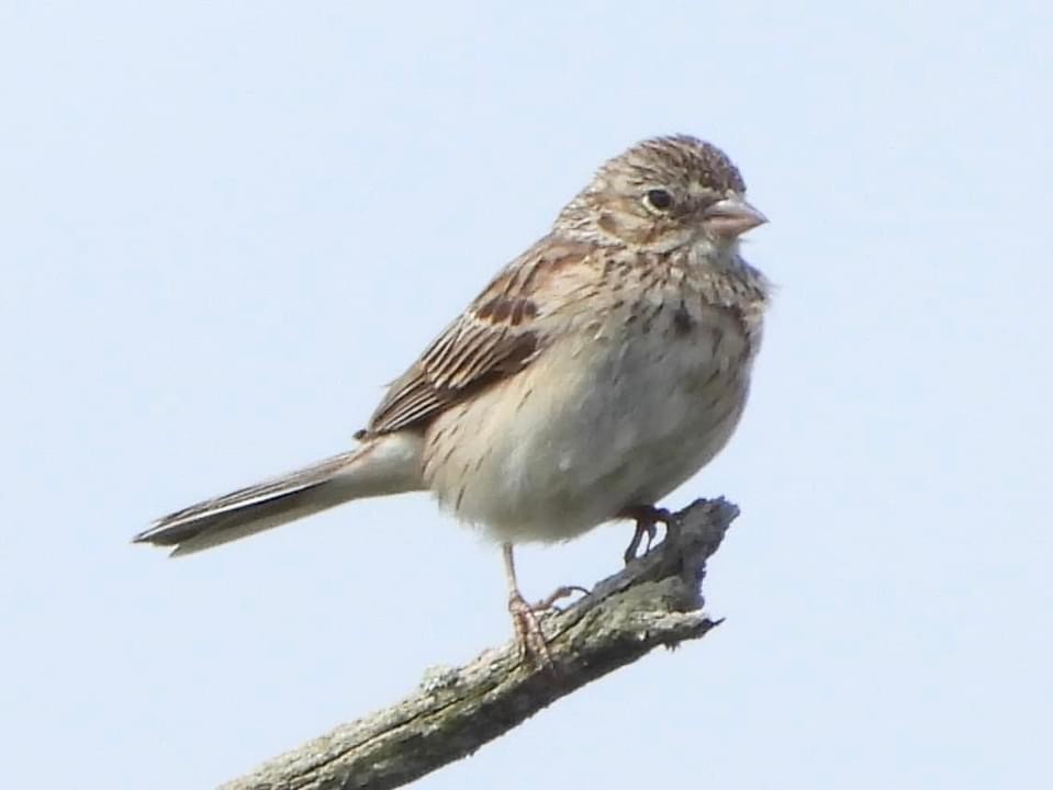 Vesper Sparrow - ML621002955