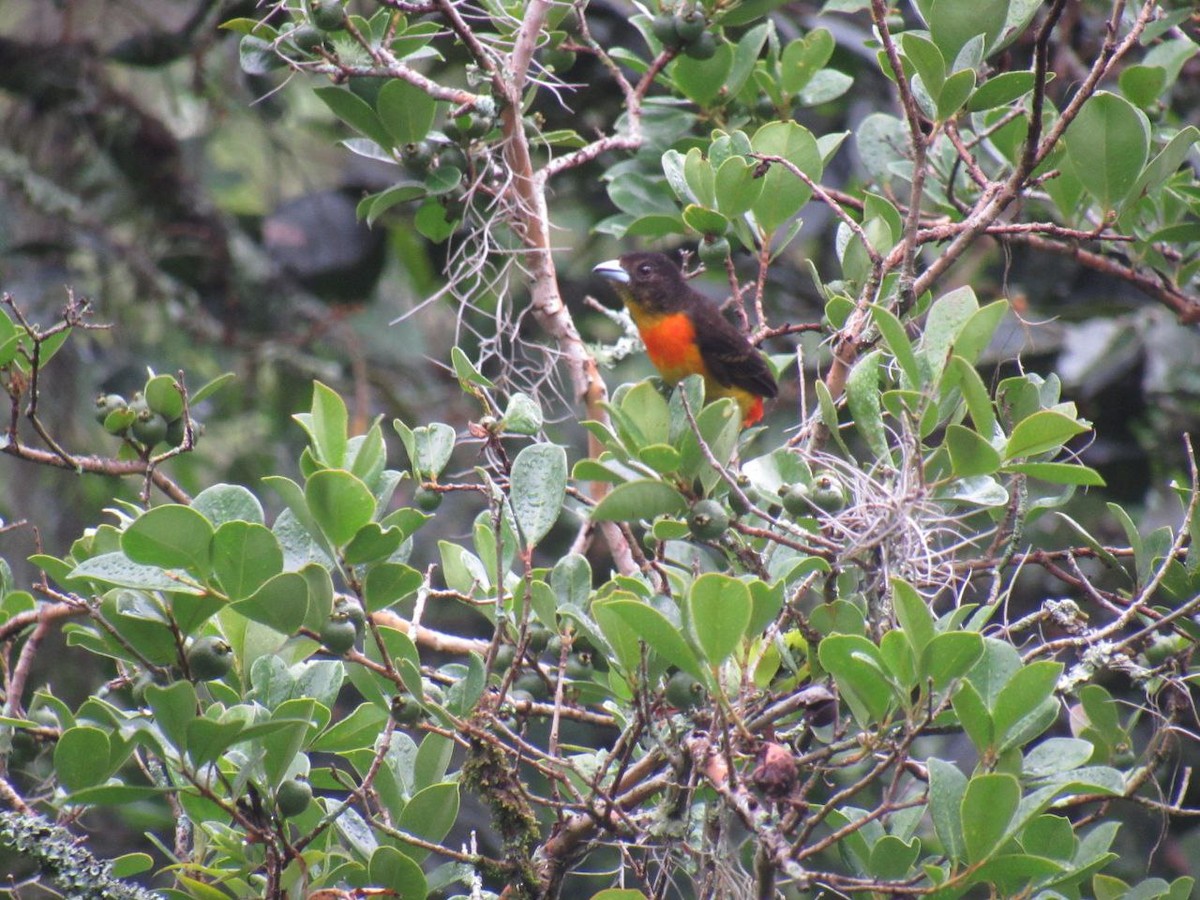 Flame-rumped Tanager - ML621002967