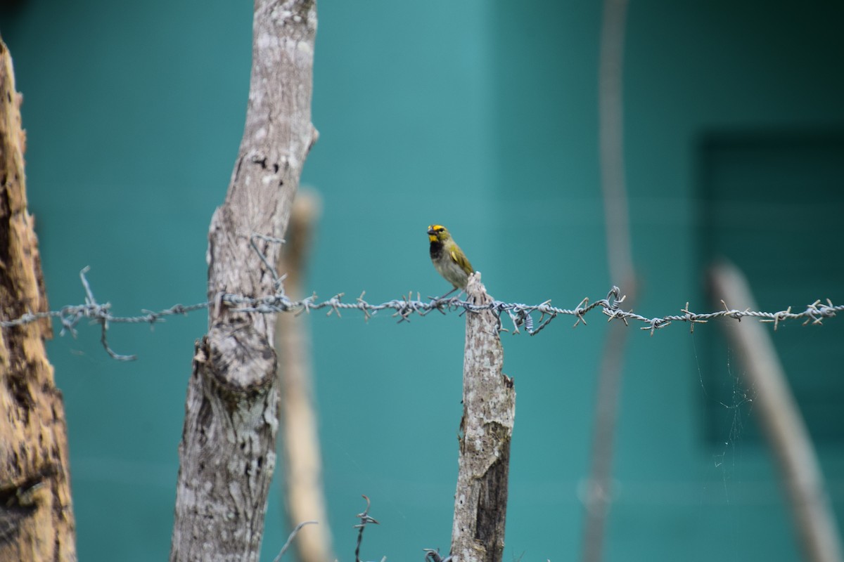 Yellow-faced Grassquit - Angela Laws
