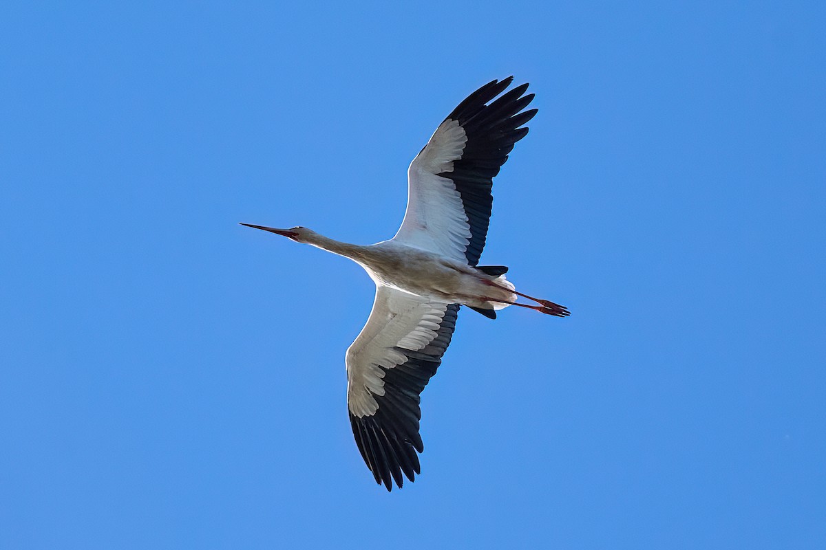 Maguari Stork - ML621003035