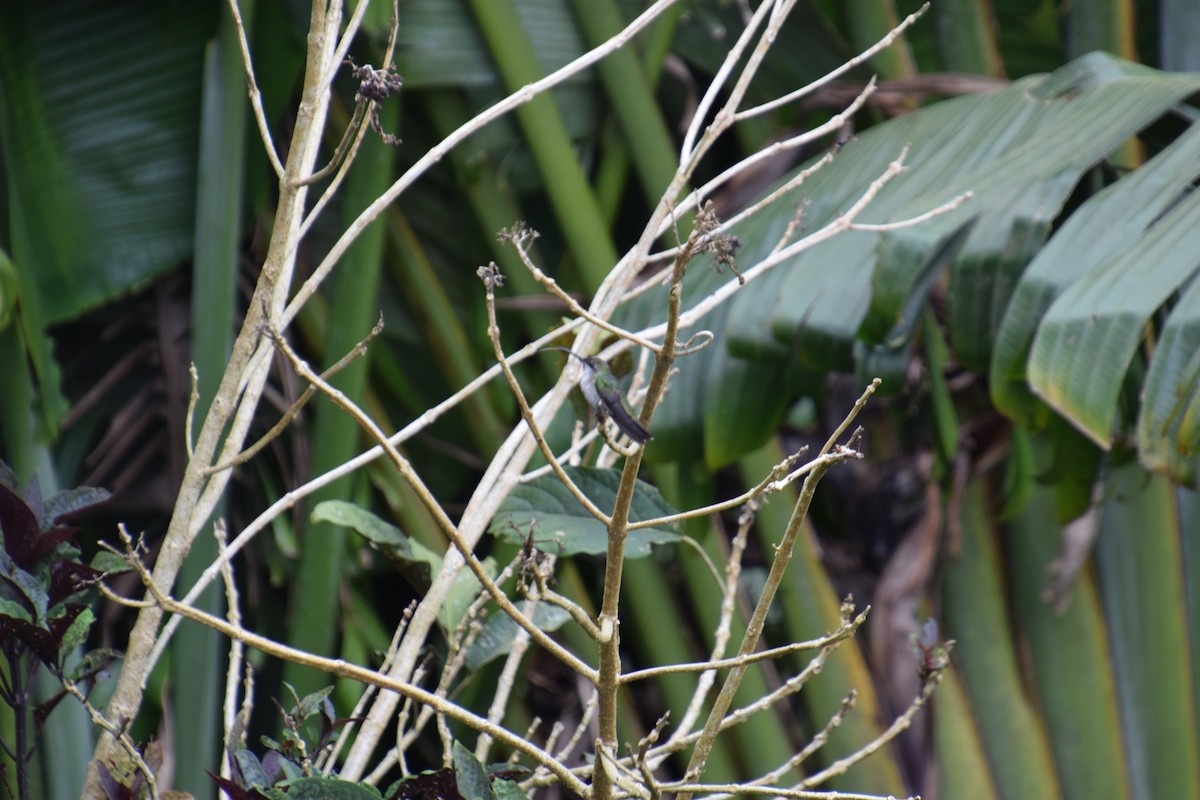 Dominikanermangokolibri - ML621003053
