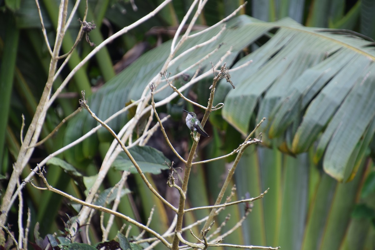Dominikanermangokolibri - ML621003055