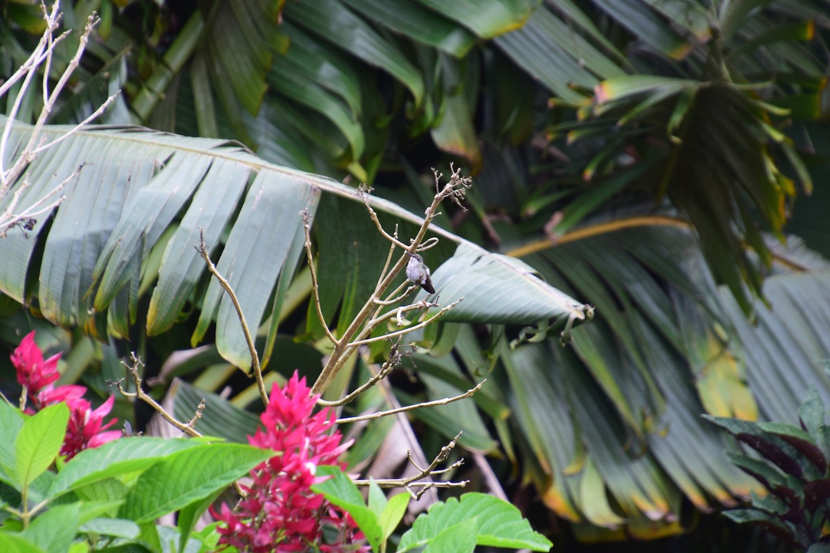 Dominikanermangokolibri - ML621003056