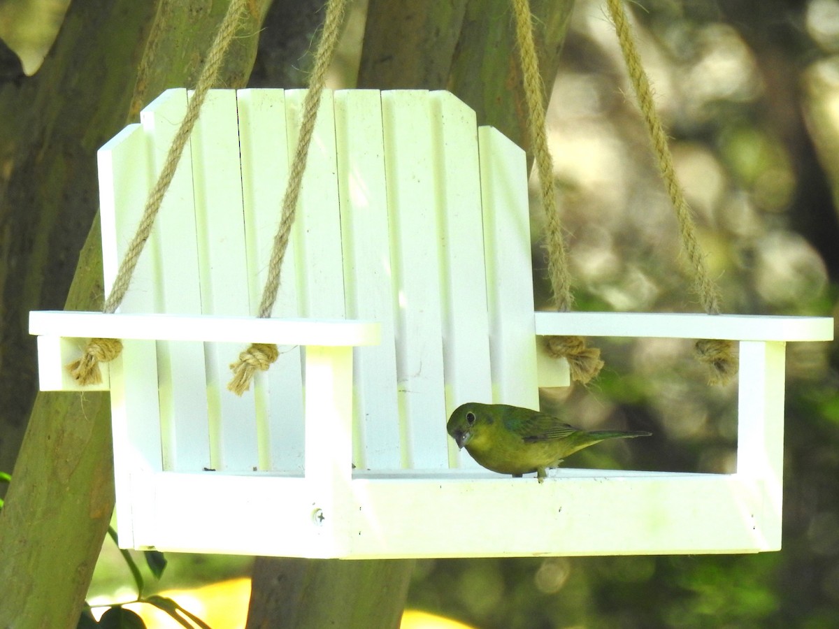 Painted Bunting - ML621003067